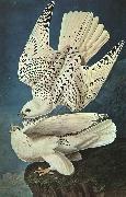 John James Audubon White Gerfalcons France oil painting artist